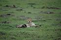 Cheetah and baby